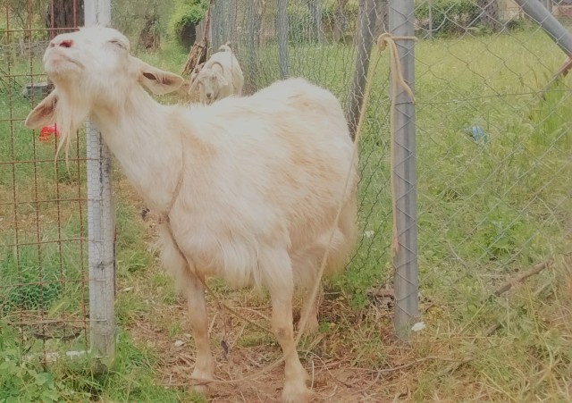Goat tied to a fence post